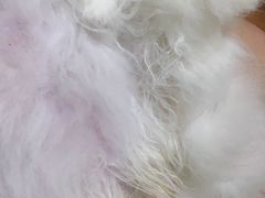 -PETKIT小佩宠物(古北店)