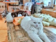 -小时光咖啡馆(开森度假森林店)