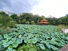 -富乐山