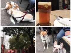 -Shanghai Brew House上海啤酒工坊(老外街店)