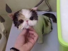 -佳怡动物医院·平价24小时·猫专科骨外科