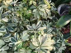 -北京植物园-展览温室