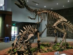 -自贡恐龙博物馆