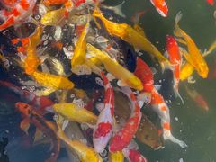 -羊亭河湿地公园