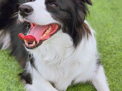 -汪说喵讲宠物乐园宠物酒店(红星美凯龙店)