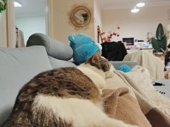 -纳吉亚猫专科动物医院(康都外科中心)