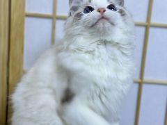 -瑞鹏宠物医院·猫科·宠保定点(梅溪湖分院)