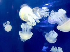 -迪拜水族馆及水下动物园