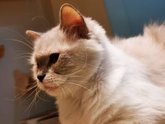 -momokira米努特·德文卷毛猫·棉花面纱犬