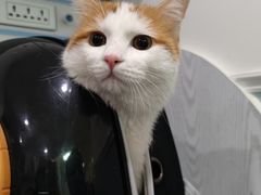 -纳吉亚猫专科动物医院·北北分院