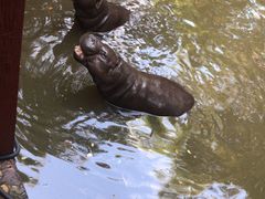 -清迈夜间动物园