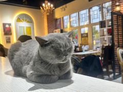 -猫小院猫主题餐厅(南锣旗舰店)