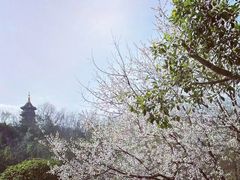 -重庆园博园