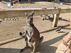 -费瑟代尔野生动物园