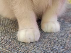 -滚猫咖啡·猫咖·猫友好撸猫(未来城店)