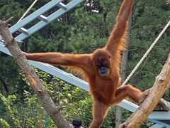 -西霞口神雕山野生动物世界