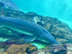 -太平洋海底世界