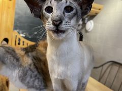 -豆逗聊愈猫阁Easy Life