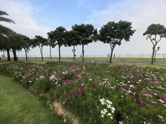 -野狸岛