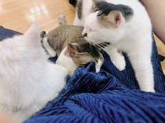 -momokira米努特·德文卷毛猫·棉花面纱犬