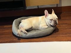 -上海崇明金茂凯悦酒店