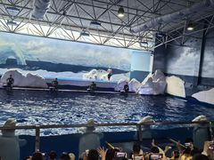 -秦皇岛乐岛海洋王国