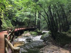 -牛背梁国家森林公园