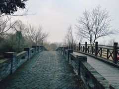 -溱湖国家湿地公园