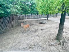 -上海野生动物园