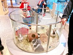-momokira米努特·德文卷毛猫·棉花面纱犬