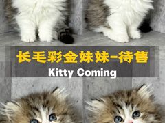 -小猫来了·猫舍(红山六九七九店)
