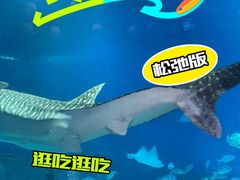 -烟台海昌鲸鲨海洋公园