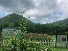 -亚龙湾国际玫瑰谷