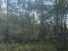 -五营红松林海景区