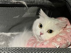 -谐和贝康宠物医院24小时·宠保定点(急重症转诊中心)