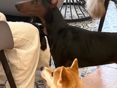 -Let's go狗咖·猫咖·奶狗·桌游(春熙路IFS店)