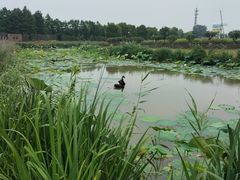 -荷兰花海