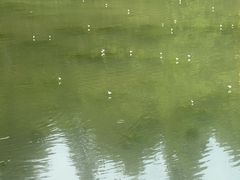 -泗洪洪泽湖湿地景区