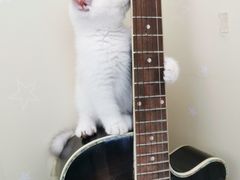 -欣宠猫屋·矮脚拿破仑·蓝金金渐层