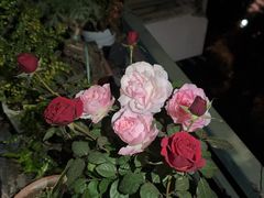 -龙大花卉苗木市场