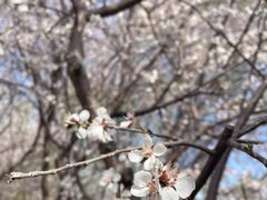 -桃花堤公园