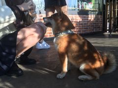 -柴犬高等学院·狗咖·柴犬售卖·宠物训练