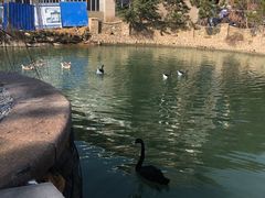 -芭东小镇温泉
