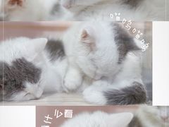 -屋虎猫馆(宝安大仟里店)