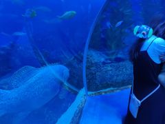 -芜湖新华联大白鲸海洋公园