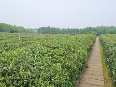 -中国茶叶博物馆(双峰馆区)