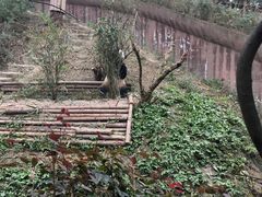 -成都大熊猫繁育研究基地