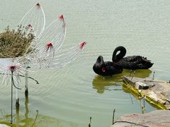 -荷兰花海