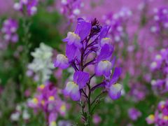 -春花秋色城市公园