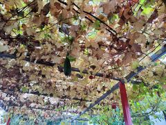 -钰田大院·怀柔地道农家菜·烤虹鳟鱼(雁栖湖店)
